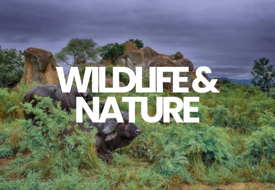 Wildlife Nature